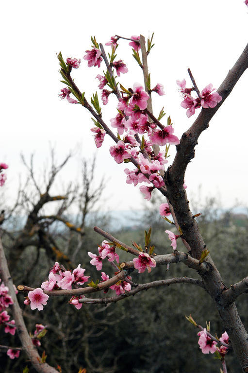 Agriturismo L'Olmo 산지미냐노 외부 사진